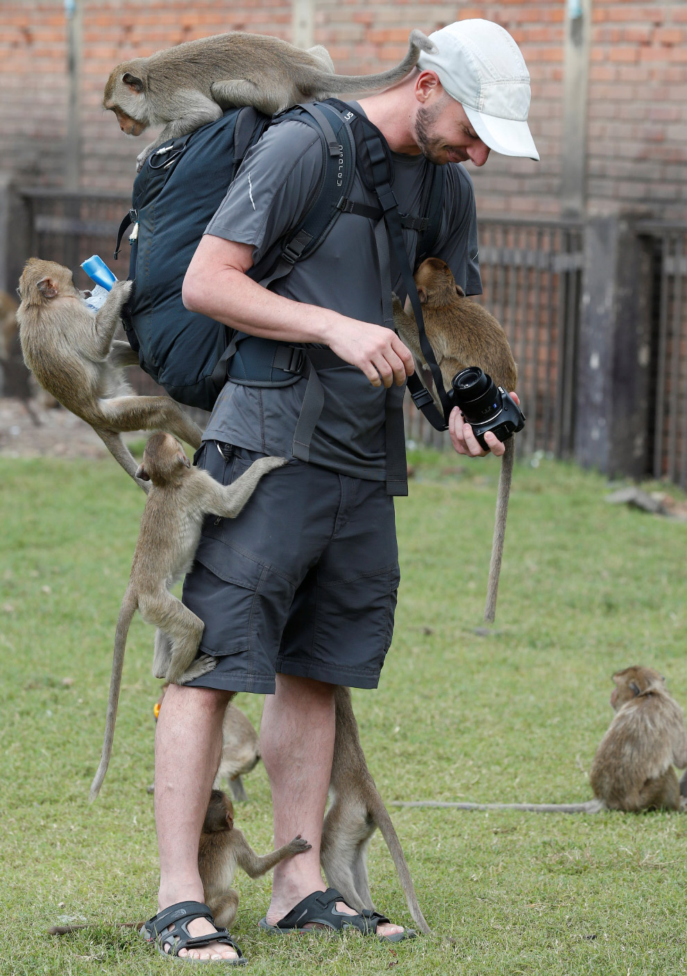 Monkey Buffet Festival: пир для обезьян Monkey Buffet Festival: пир для обезьян