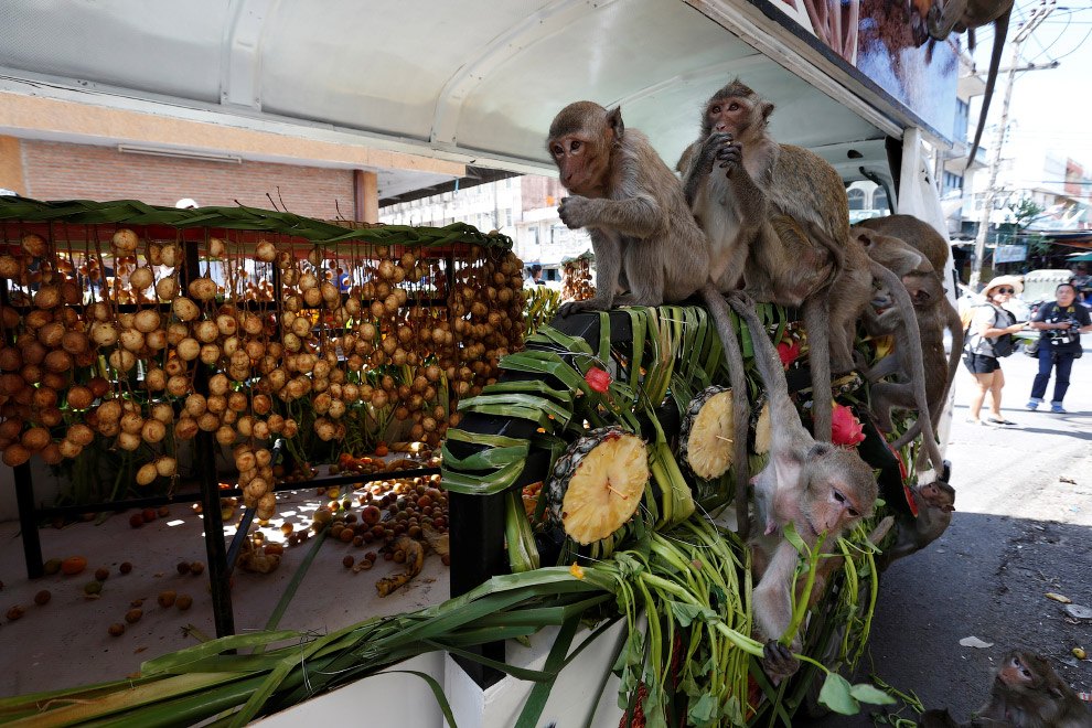 Monkey Buffet Festival: пир для обезьян Monkey Buffet Festival: пир для обезьян