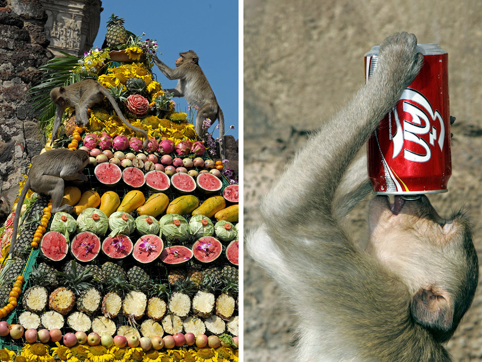 Monkey Buffet Festival: пир для обезьян Monkey Buffet Festival: пир для обезьян