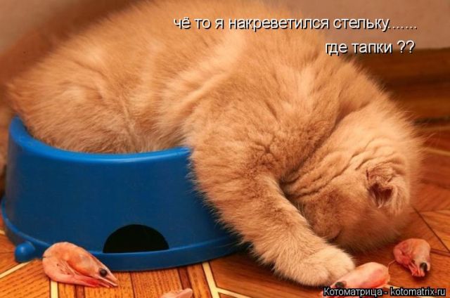 Лучшие котоматрицы недели