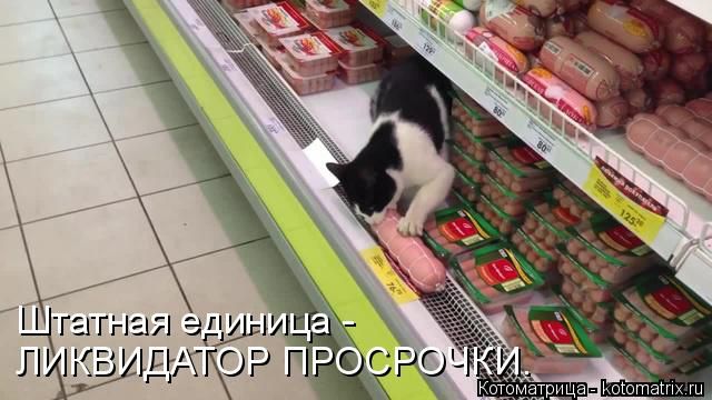 Лучшие котоматрицы недели