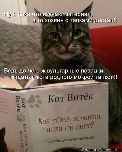 Лучшие котоматрицы недели