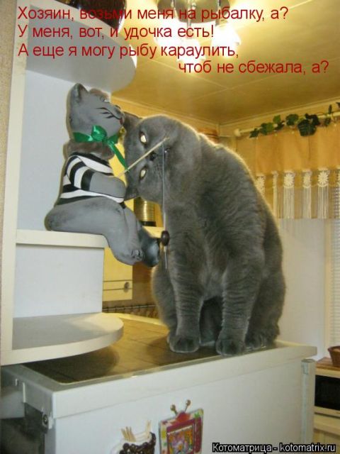 Лучшие котоматрицы недели