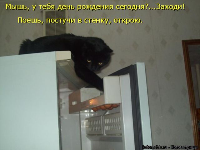 Лучшие котоматрицы недели