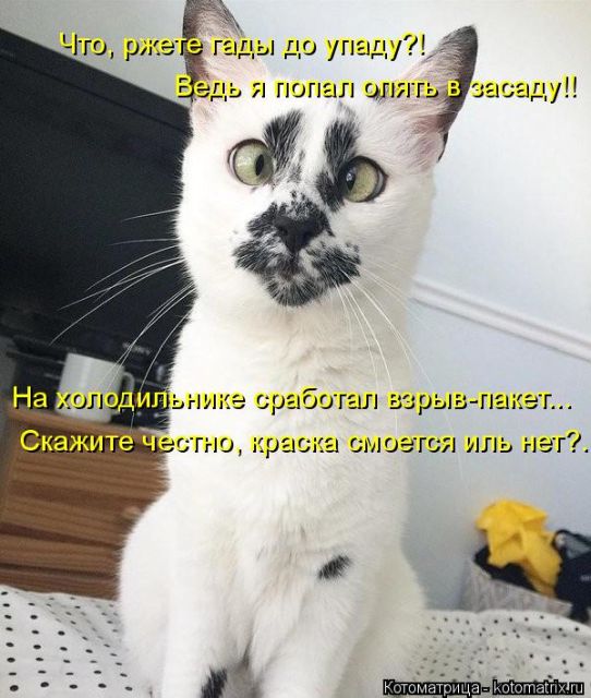 Лучшие котоматрицы недели
