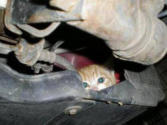 Необычные находки под капотами автомобилей