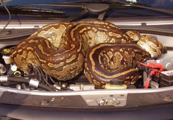 Необычные находки под капотами автомобилей