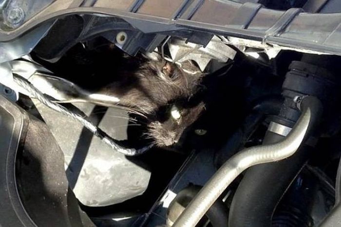 Необычные находки под капотами автомобилей