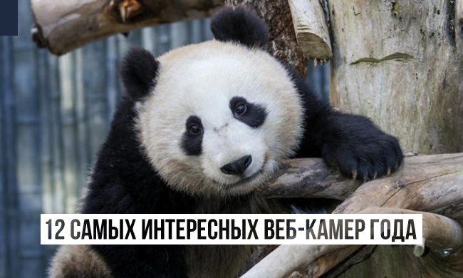 12 самых интересных веб-камер года 12 самых интересных веб-камер года