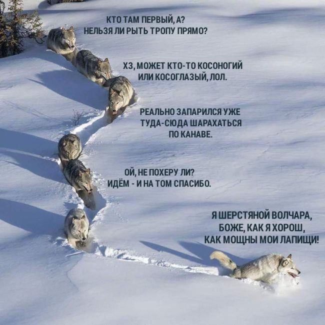 «Шерстяной волчара» - новый мем Рунета