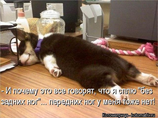 Лучшие котоматрицы недели