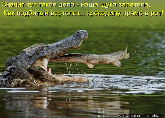 Лучшие котоматрицы недели