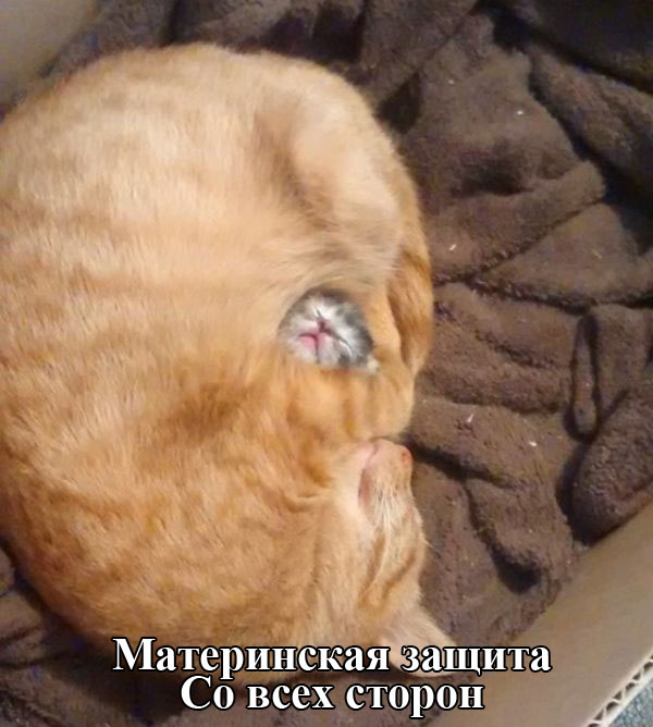Порция картинок
