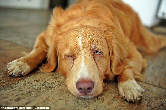 Милейшие создания на Comedy Pet Photography Awards