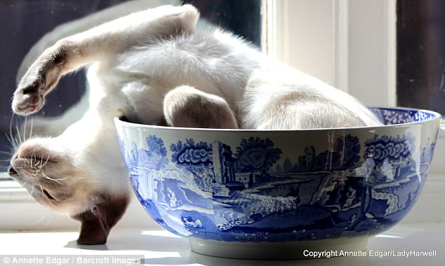 Милейшие создания на Comedy Pet Photography Awards