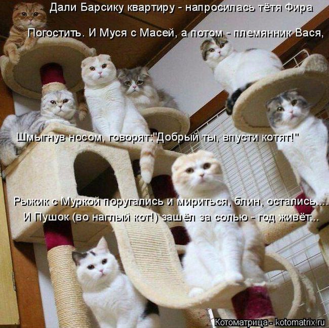 Лучшие котоматрицы недели