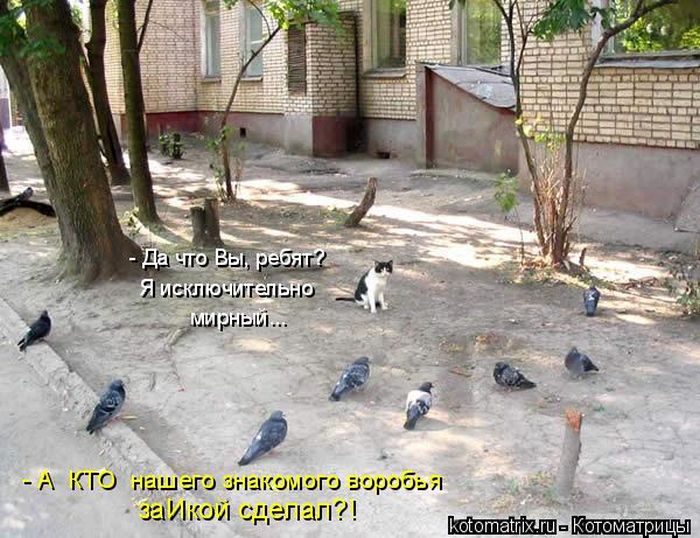 Лучшие котоматрицы недели