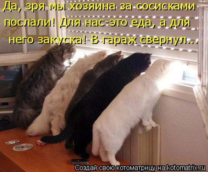 Лучшие котоматрицы недели
