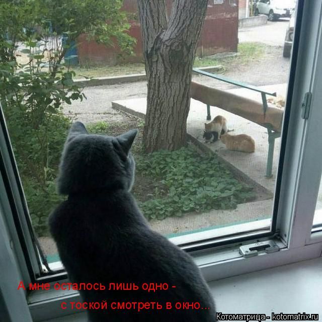 Лучшие котоматрицы недели