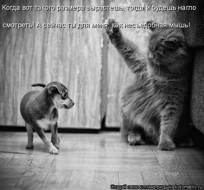 Лучшие котоматрицы недели