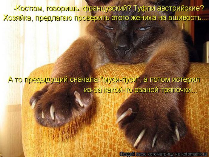 Лучшие котоматрицы недели