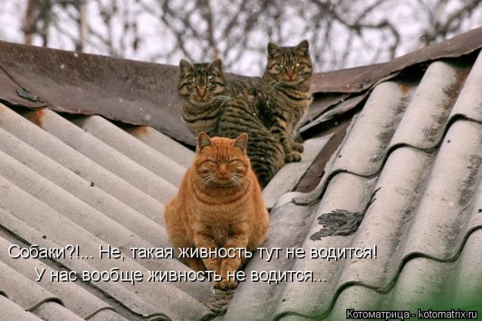 Лучшие котоматрицы недели