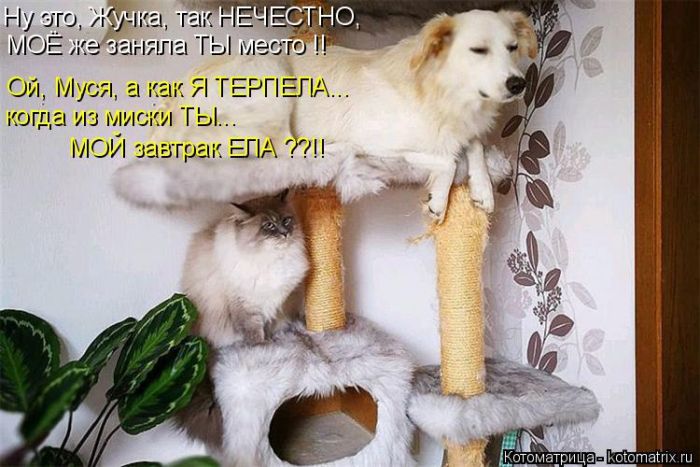 Лучшие котоматрицы недели
