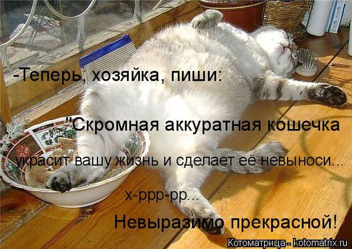 Лучшие котоматрицы недели