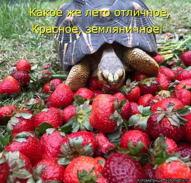 Лучшие котоматрицы недели