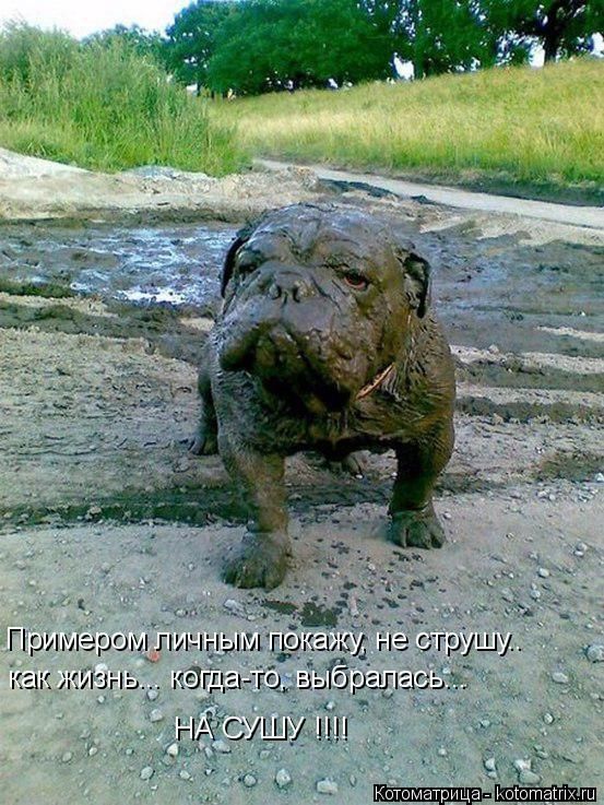Лучшие котоматрицы недели