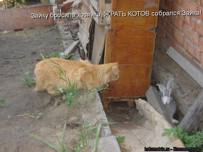 Лучшие котоматрицы недели