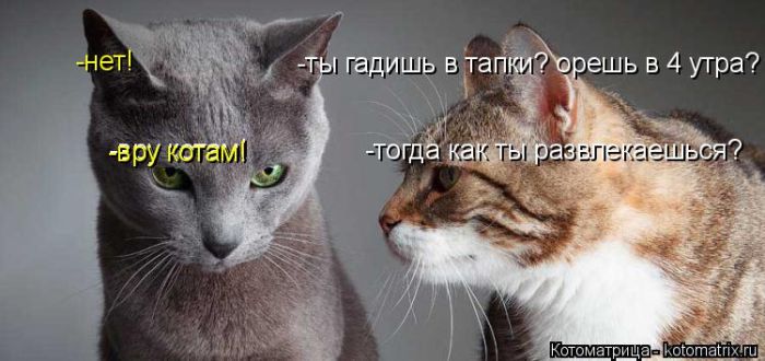 Лучшие котоматрицы недели