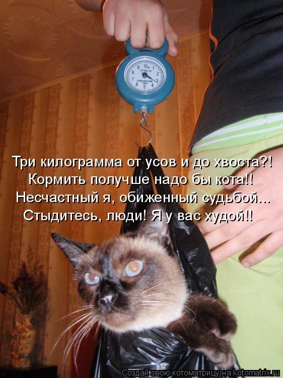 Лучшие котоматрицы недели
