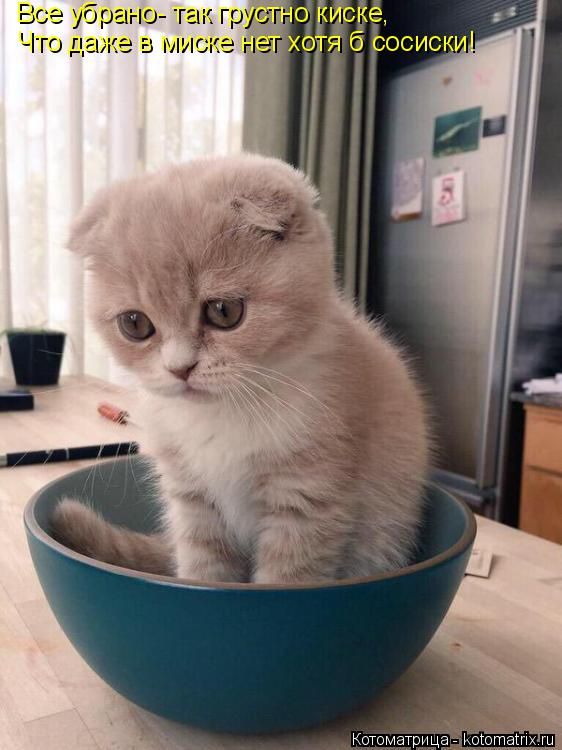Лучшие котоматрицы недели
