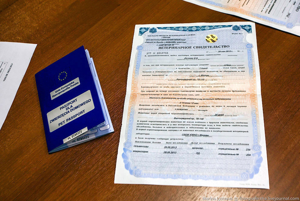 Познавательно: перевозка животных в самолете Познавательно: перевозка животных в самолете