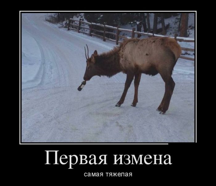 Демотиваторы