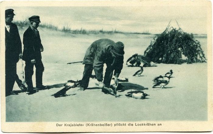 Как ловили ворон на Куршской косе Как ловили ворон на Куршской косе