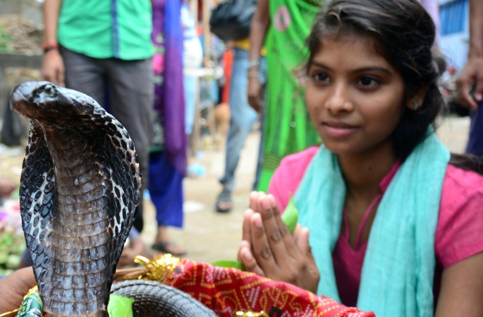 Праздник почитания змей Nag Panchami 2017 Праздник почитания змей Nag Panchami 2017