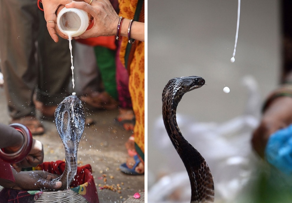 Праздник почитания змей Nag Panchami 2017 Праздник почитания змей Nag Panchami 2017