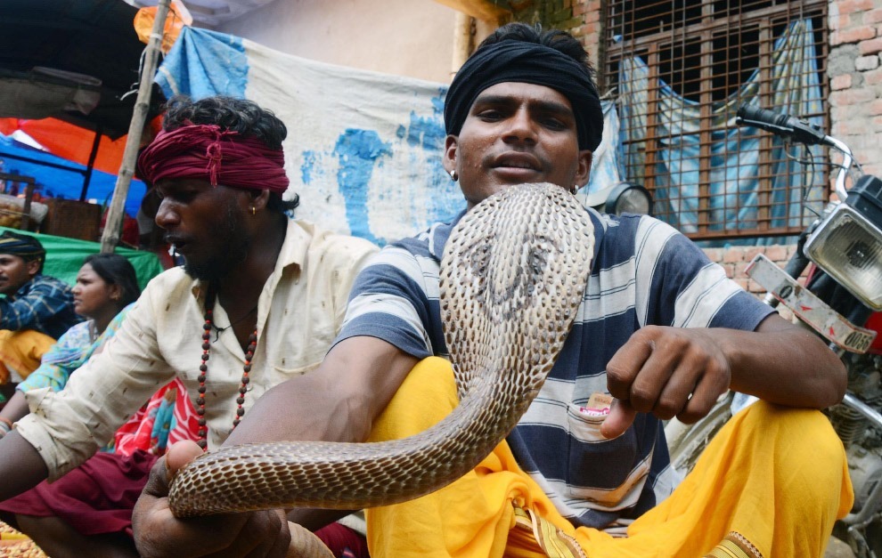 Праздник почитания змей Nag Panchami 2017 Праздник почитания змей Nag Panchami 2017