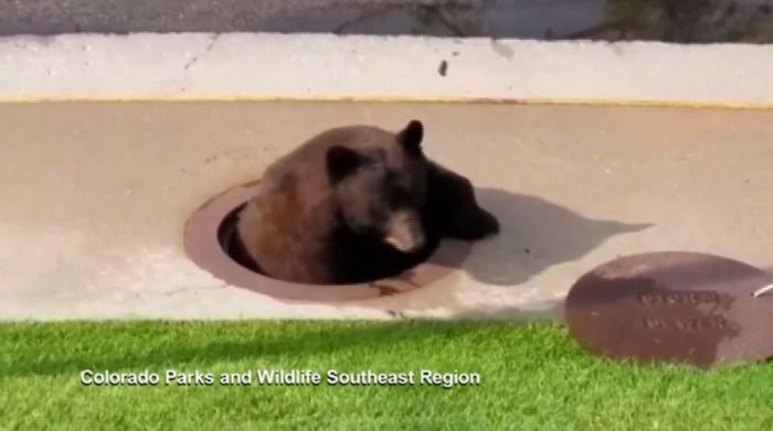 "Незваный гость" в канализации