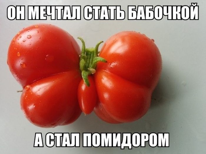 Порция картинок