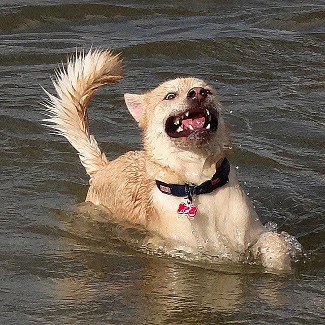 14 смешных собак, которые очень боятся воды