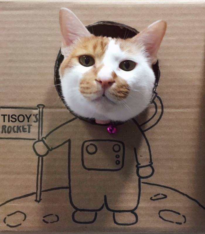 Ветеринары создают невероятные картонные домики для своего кота Ветеринары создают невероятные картонные домики для своего кота