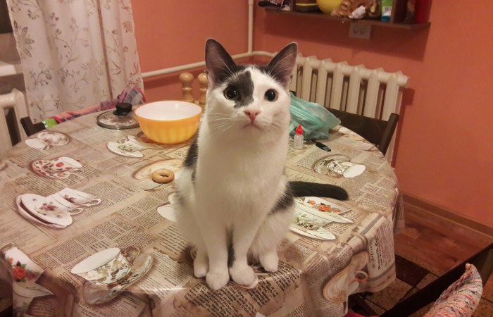 Задачу для китайских школьников решают всем интернетом Задачу для китайских школьников решают всем интернетом