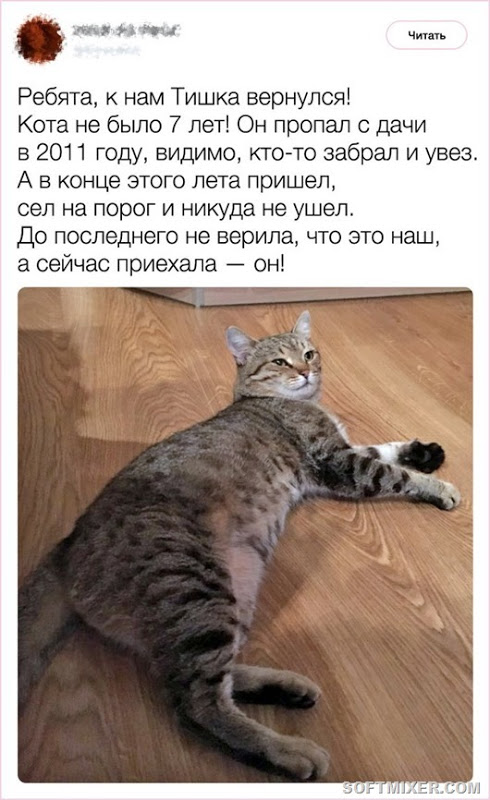 Любопытные факты от заводчика кошек Любопытные факты от заводчика кошек
