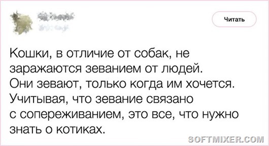 Любопытные факты от заводчика кошек Любопытные факты от заводчика кошек