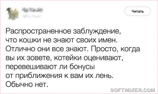 Любопытные факты от заводчика кошек Любопытные факты от заводчика кошек
