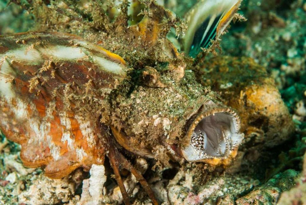 Зло таится под водой: страшные морские создания