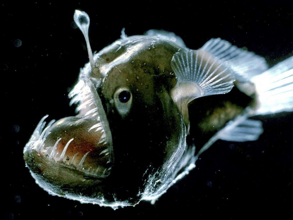 Зло таится под водой: страшные морские создания